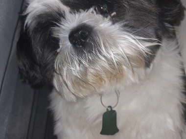 Sprzedam psa rasy Shih-Tzu-1