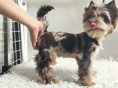 Choco merle yorkshire terrier hotsell