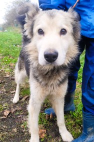 FOREST - piękny i kochany mix husky szuka domu-2