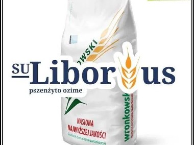 Pszenżyto Ozime LIBORIUS - Bardzo Wysoki Plon Odporność Na Suszę-1