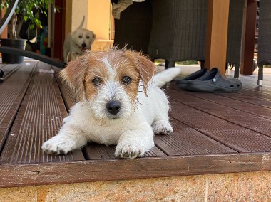 Jack Russell Terrier FCI ZKwP-1