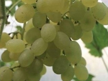 Winorośl Kiszmisz Baliet.Duży beznasienny winogron-1