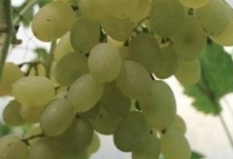Winorośl Kiszmisz Baliet.Duży beznasienny winogron