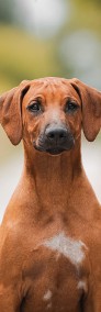 Rhodesian Ridgeback piękne szczenięta -3