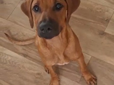 Rhodesian Ridgeback piękne szczenięta -1