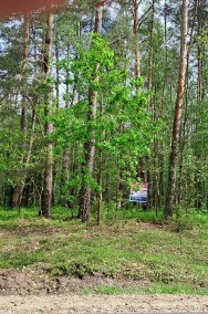 Międzyleś, las 60. letni do sprzedania-2
