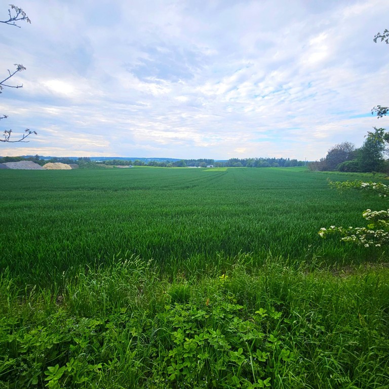 DZIAŁKA USŁUGOWA 25ar OLSZANICKA - Widok 2