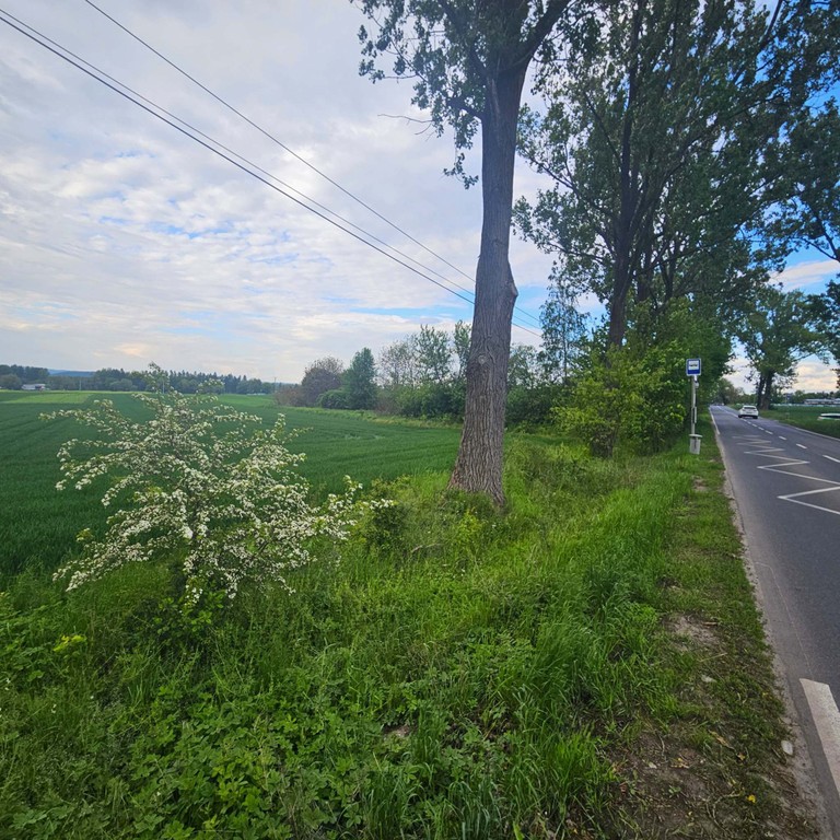 DZIAŁKA USŁUGOWA 25ar OLSZANICKA - Widok 4