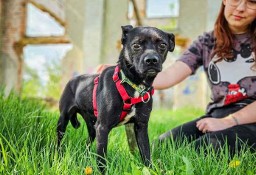 Maleńka, bardzo wrażliwa i emocjonalna suczka do adopcji! :)