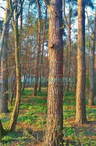 Działka leśna Międzyborów-2