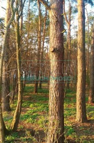 Działka leśna Międzyborów-3