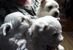 West highland white terrier - sliczne azczeniaczki