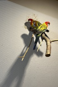 Papugi rozelle -2