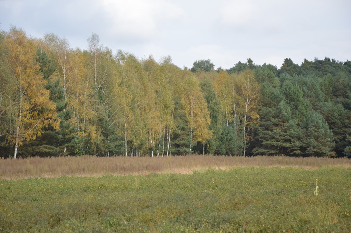 Piękna działka w Parku Krajobrazowym - Widok 4