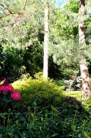 Przytulny dom w pięknym ogrodzie 2400mkw ze starodzrzewem w Zalesiu Dolnym-2
