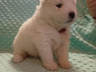 Suczka samojed \ samoyed zkwp-1