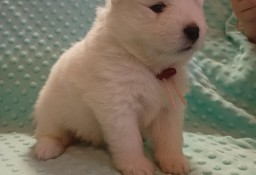 Suczka samojed \ samoyed zkwp