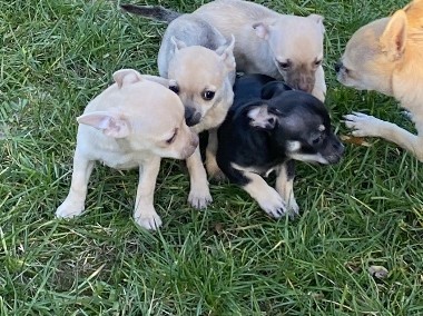 Witam sprzedam pieski rasy chihuahuana -1