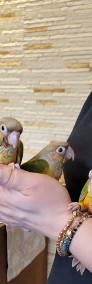 Papugi Rudosterki i inne ręcznie karmione z dokumentami -4