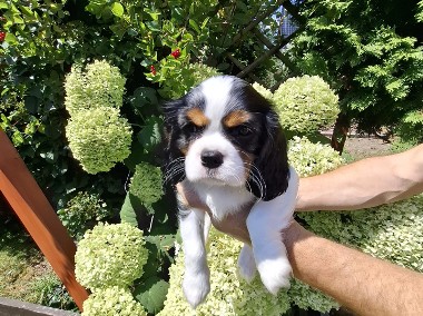 Cavalier King Charles Spaniel  piesek -1