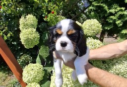 Cavalier King Charles Spaniel  piesek 