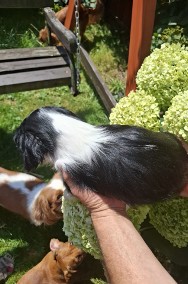 Cavalier King Charles Spaniel  piesek -2