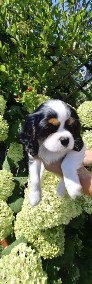 Cavalier King Charles Spaniel  piesek -3