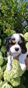 Cavalier King Charles Spaniel  piesek -4