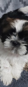 Shih tzu piesek chlopiec-3