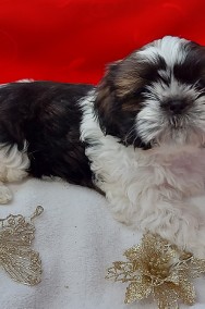 Shih tzu piesek chlopiec-2