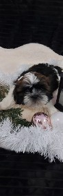 Shih tzu piesek chlopiec-4