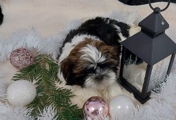 Shih tzu piesek chlopiec