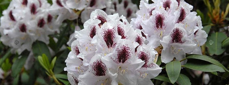 Różanecznik 'Calsap'/Rhododendron 'Calsap' C5 -1