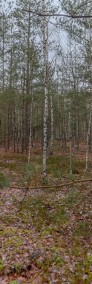 Urokliwa działka leśna w Wesołej (0,53 ha)-3