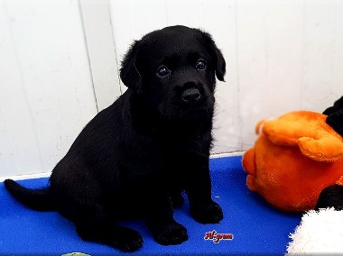 Labrador Retriever czarny piesek FCI ZKWP-1