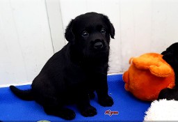 Labrador Retriever czarny piesek FCI ZKWP