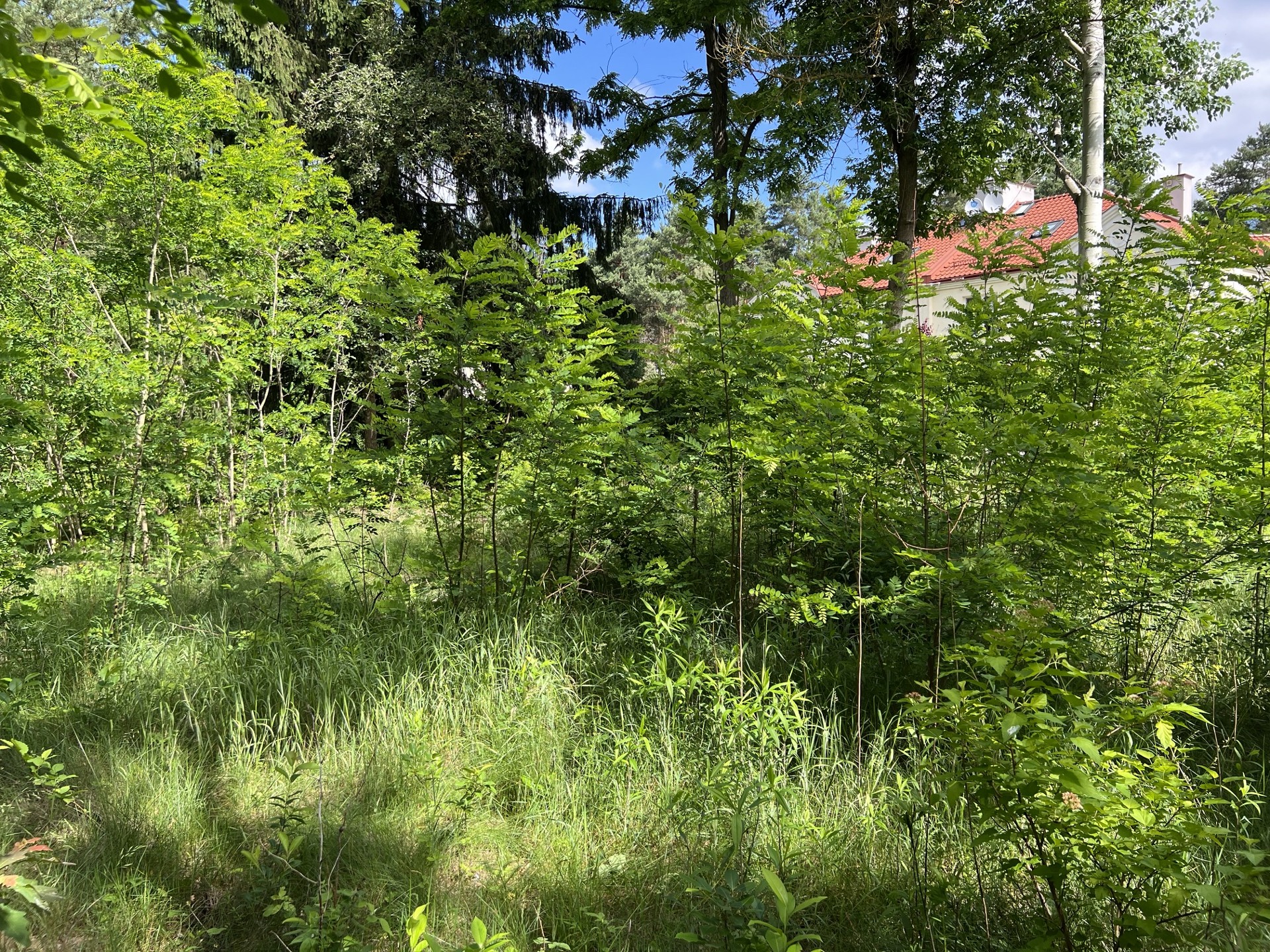 Piękna działka budowlana w Józefowie, 20 minut samochodem od Warszawy - Widok 4