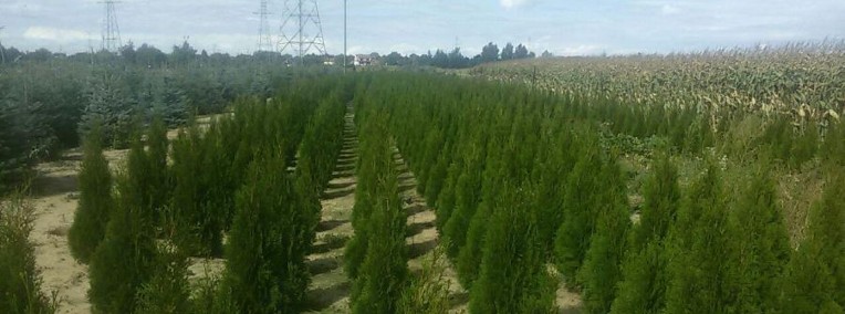 Tuja szmaragd 50-70 cm Thuja smaragd Tania wysyłka Goły korzeń -1