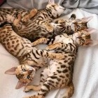 Kocięta Bengal Cats whataspp (+34 622 18 50 90)