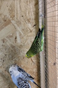 Papugi faliste blacwing-2