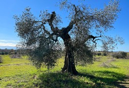 Dom Magliano In Toscana