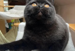 Piękna czarna koteczka Sisi z legalnej hodowli Perła południa