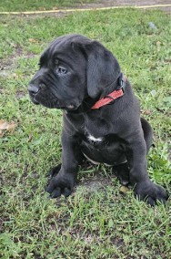 Suczka cane corso -2