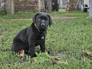 Suczka cane corso -1