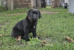 Suczka cane corso 