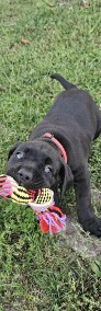 Suczka cane corso -3