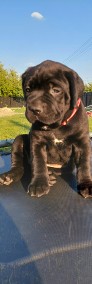 Suczka cane corso -4