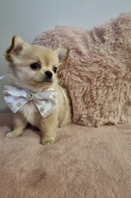 Śliczny, zdrowy chłopiec Chihuahua długowłosy.-2