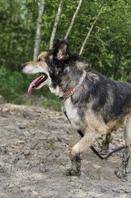 Hej ho, do Łodzi by się szło! Nanuk wędrownik szuka swojego stałego miejsca-2