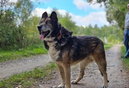 Hej ho, do Łodzi by się szło! Nanuk wędrownik szuka swojego stałego miejsca